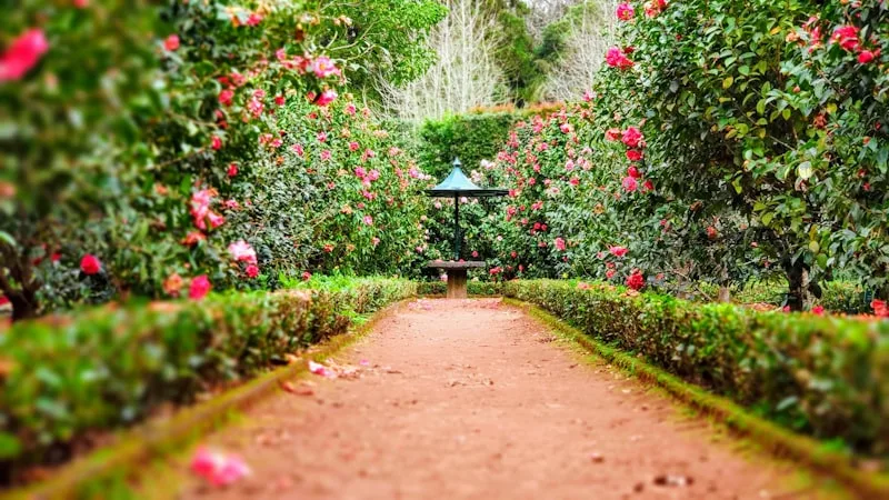 Diseño de jardines con arcos florales en Valencia